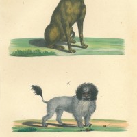 HUNDE. Picture 1
