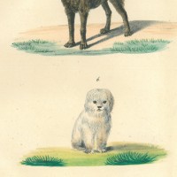 HUNDE. Bild 1