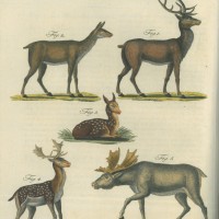Bertuch, Friedrich Justin. Picture 1