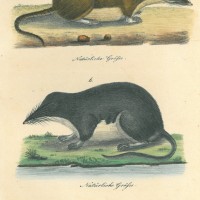 NAGETIERE. - Maus. Bild 1