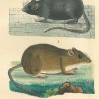 NAGETIERE. - Maus. Bild 1