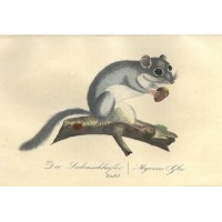 NAGETIERE. - Siebenschläfer. Picture 1