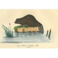 NAGETIERE. - Biber. Bild 1