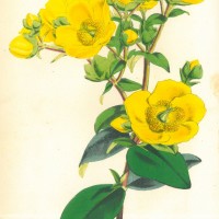 HEILPFLANZEN. - Johanniskraut. Bild 1