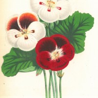 BLUMEN. - Pelargonien. Bild 1
