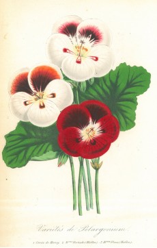 Picture 1