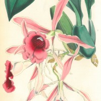 BLUMEN. - Orchidee. Bild 1