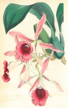 Picture 1