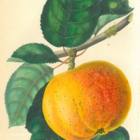 FRÜCHTE. - Apfel. Bild 1