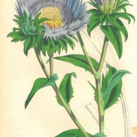 BLUMEN. - Kornblumenaster. Bild 1