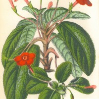 BLUMEN. - Gesneriengewächs. Bild 1