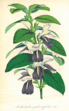 Picture 1