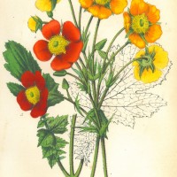 BLUMEN. - Nelkenwurzen. Bild 1