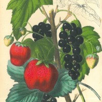 FRÜCHTE. - Erdbeere. Picture 1