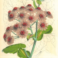 BLUMEN. - Damasonium. Bild 1