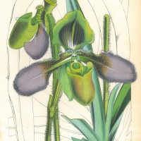 BLUMEN. - Orchidee. Bild 1