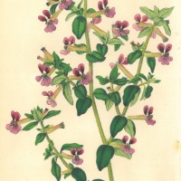 BLUMEN. - Köcherblümchen. Bild 1