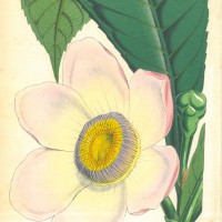 BLUMEN. - Gustavia. Bild 1