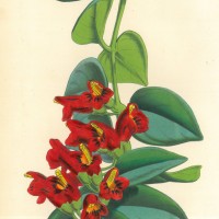 BLUMEN. - Schamblume. Bild 1