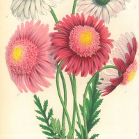 BLUMEN. - Wucherblumen. Bild 1