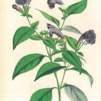 BLUMEN. - Goldfussia. Bild 1