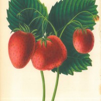 FRÜCHTE. - Erdbeere. Bild 1