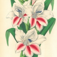 BLUMEN. - Gladiole. Bild 1