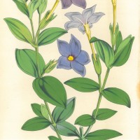 BLUMEN. - Tachiadenus. Bild 1