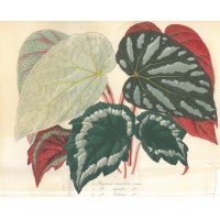 BLUMEN. - Begonienblätter. Bild 1
