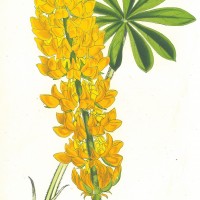 BLUMEN. - Lupinen. Bild 1