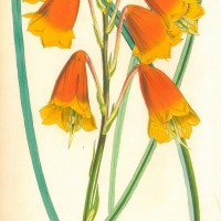 BLUMEN. - Blandfordia. Bild 1