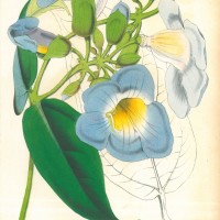 BLUMEN. - Thunbergia. Bild 1