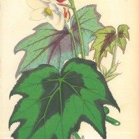 BLUMEN. - Begonien. Bild 1