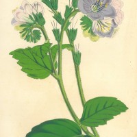 BLUMEN. - Duftblüten. Bild 1