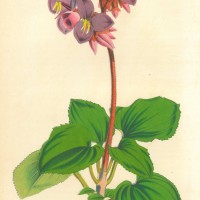 BLUMEN. - Senerila. Picture 1