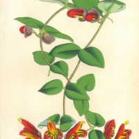 BLUMEN. - Schamblume. Picture 1