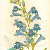 BLUMEN. - Bartfaden. Bild 1