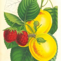 FRÜCHTE. - Erdbeere. Bild 1