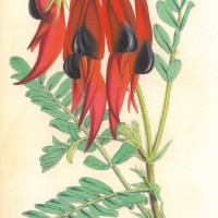 BLUMEN. - Papageienschnabel. Picture 1