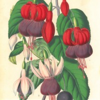 BLUMEN. - Fuchsien. Bild 1