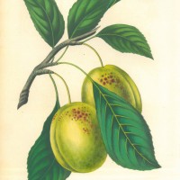 FRÜCHTE. - Pflaume. Bild 1