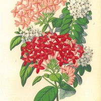 BLUMEN. - Bouvardia. Bild 1