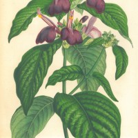 BLUMEN. - Beloperone. Bild 1