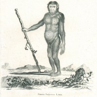 AFFE. - Orang-Utan. Bild 1