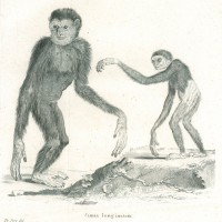 AFFE. - Langarmaffe. Bild 1