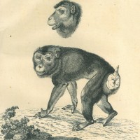 AFFE. - Pavian. Picture 1