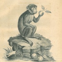 AFFE. - Gewöhnlicher Affe. Picture 1
