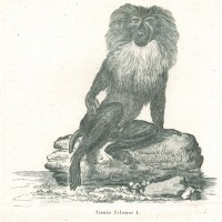 AFFE. - Bartaffe. Bild 1