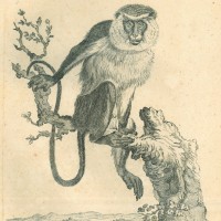 AFFE. - Monameerkatze. Bild 1