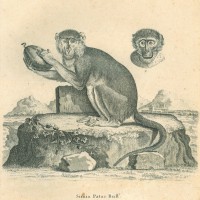 AFFE. - Roter Affe. Bild 1